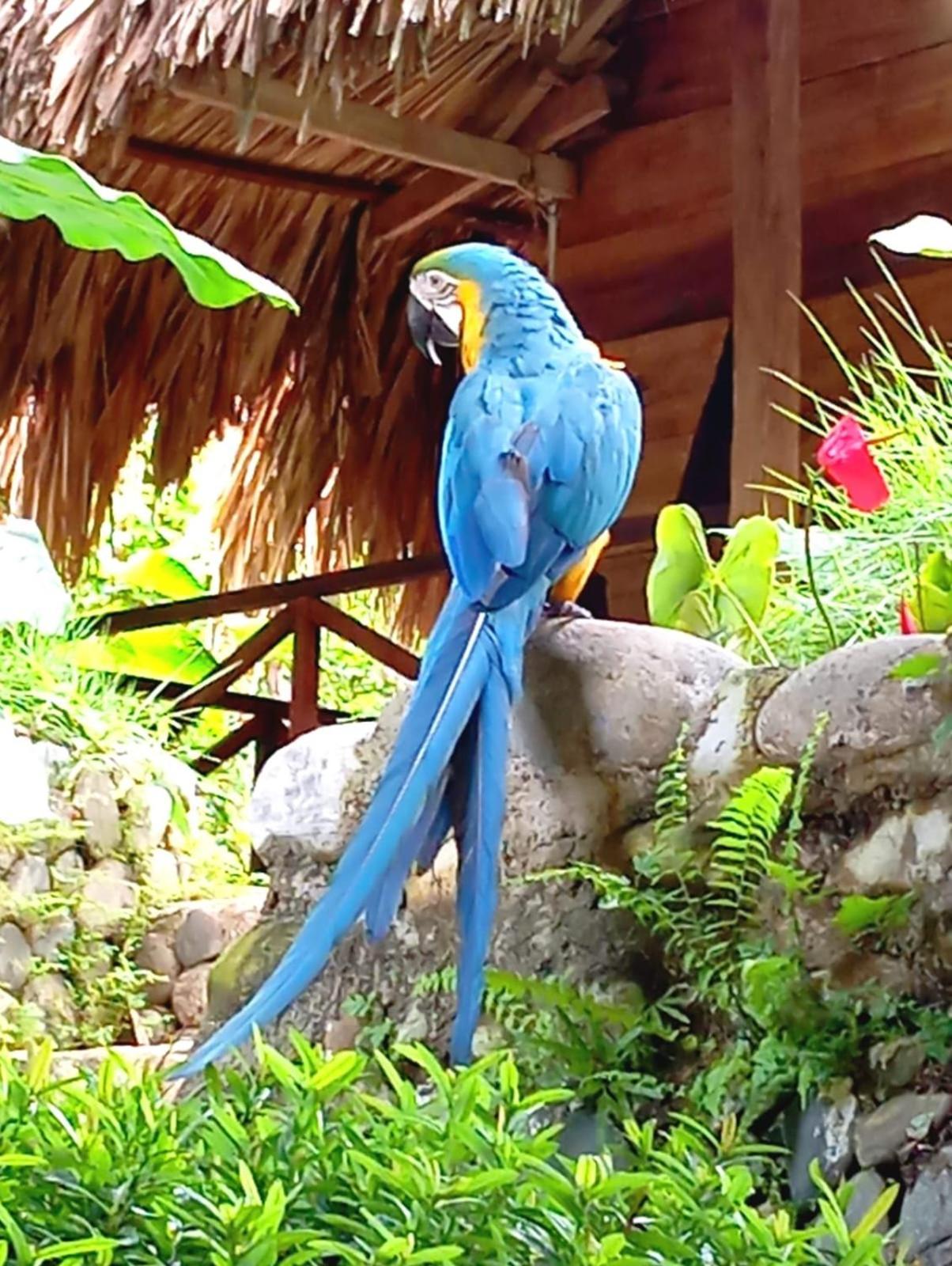 Ecocabanas Diosa Jaguar Tayrona La Esmeralda  Exterior foto